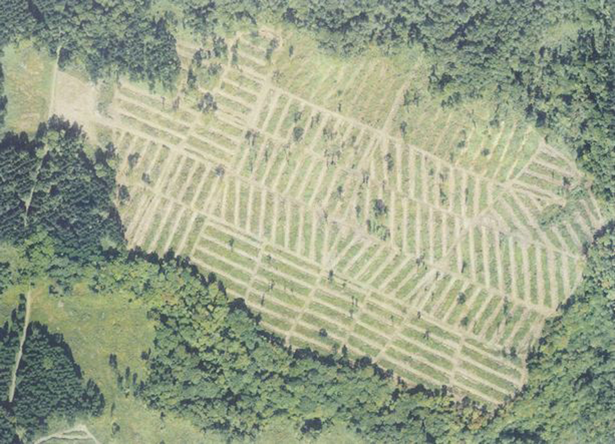 北海道CGCの森　航空写真